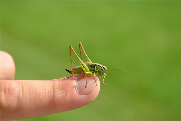 梦见蝗虫是什么意思