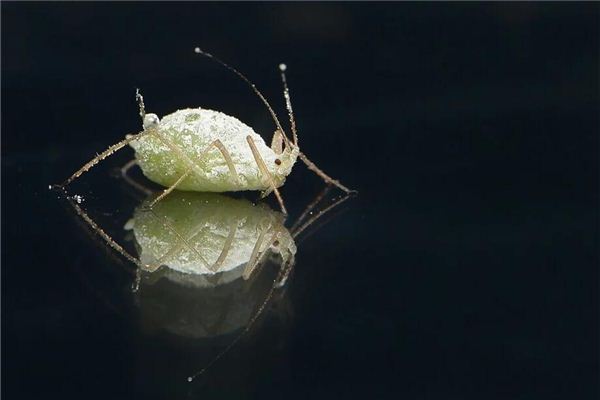 梦见自己身上有虱子